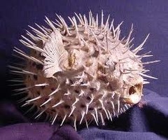 fugu.jpg fugu.jpg