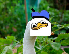 Duck_head.jpg Duck_head.jpg