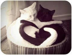 napping-cats-030_1.jpg