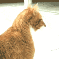 1365461079973.gif