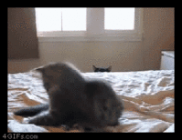 1365461188841.gif