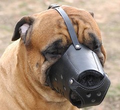 bullmastiff-muzzle-leather.jpg