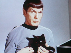 spockcat.jpg