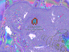 Koala.png