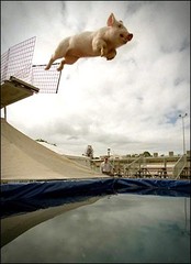 flyingpig.jpg