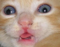 cat.jpg