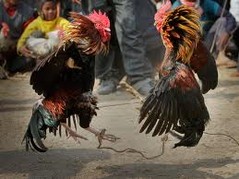 cockfight.jpg