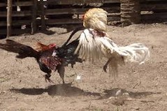 cockfight2.jpg cockfight2.jpg