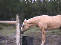 h.gif h.gif