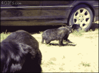1366408546496.gif