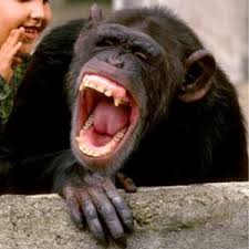 Ape.jpeg