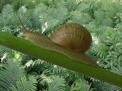 Insert Snail.jpg