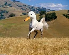 duckhorse.jpeg duckhorse.jpeg