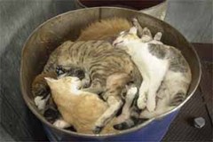 BarrelDeadCats.jpg