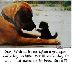5980_But-youre-dog-Im-cat_faadooindia.com_.jpg