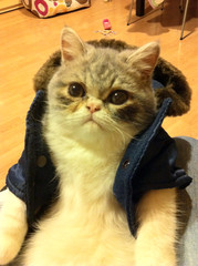 cat19.jpg