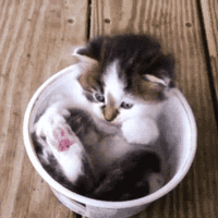 tumblr_mjxslaelGS1qm9yp6o1_250.gif