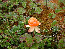 nordic berry.jpg