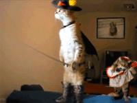cat20.gif cat20.gif