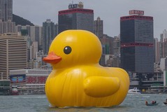 marine ducky.jpg marine ducky.jpg