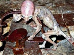 alien-baby-13234806-mfbq,templateId=renderScaled,property=Bild,height=