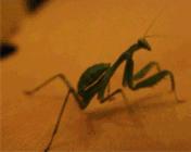 mantis lold.gif