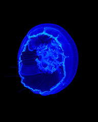 Blue2 may be 2larg.jpg