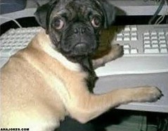 dog on keyboard.jpg