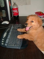 dog on keyboard 2.jpg