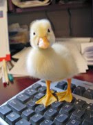 duck-on-keyboard.jpg
