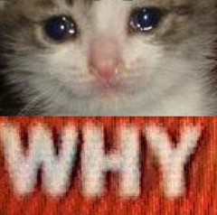catwhy.jpg