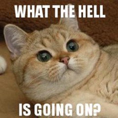 catwhatthehell.jpg