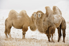 camel 2 humps.jpg