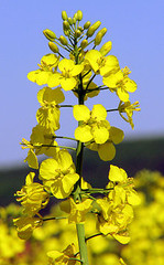 220px-Brassica_napus_2.jpg 220px-Brassica_napus_2.jpg