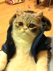 cat19.jpg