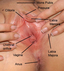 vagina anus with labels.jpg vagina anus with labels.jpg