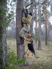 huntingwithdogs.jpg