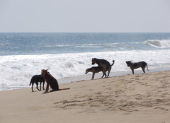 Canine_reproduction.jpg Canine_reproduction.jpg