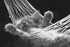 cat21.jpg cat21.jpg