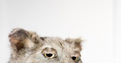 5277500250_peeking2.jpg