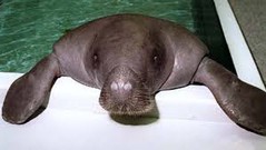 snooty.jpg