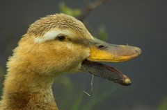 muddy duck1.jpg muddy duck1.jpg
