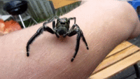 hVoiPfo.gif