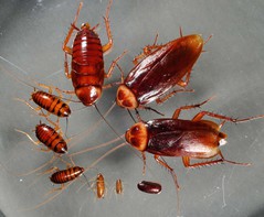 CockroachAdult-150KB.jpg CockroachAdult-150KB.jpg