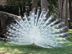albino peacock.jpg