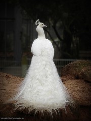 albino-peacock2.jpg