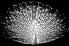 albino-peacock3.jpg albino-peacock3.jpg