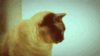 hipster_cat_and_his_tongue.gif
