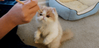 3462.gif