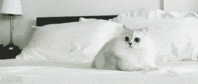 scrambling_cat.gif
